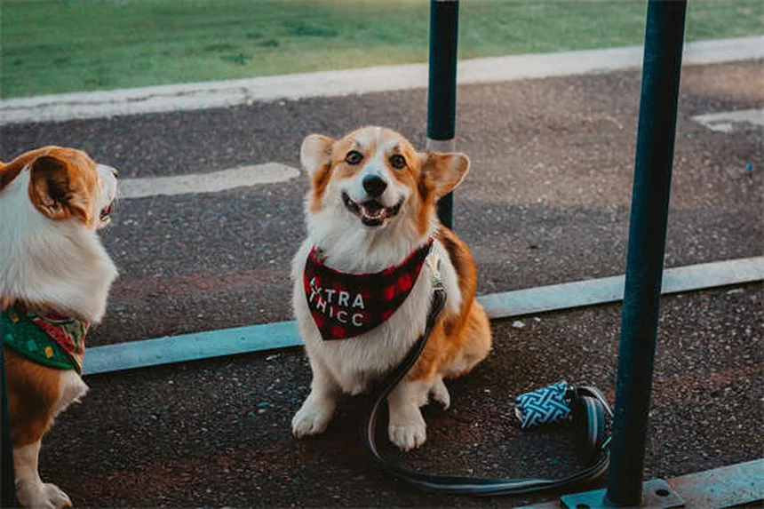 犬猫の抗がん剤「メルファラン」：効果・副作用・安全な扱い方の完全ガイド
