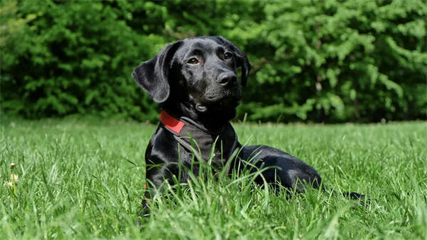 ロニダゾールとは？猫トリトリコモナス・犬ジアルジアの代替治療薬を解説