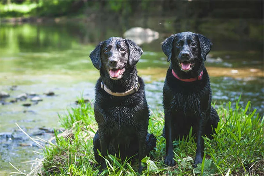 犬猫のダイエット成功法：獣医師が教える7つの優しい減量ステップ