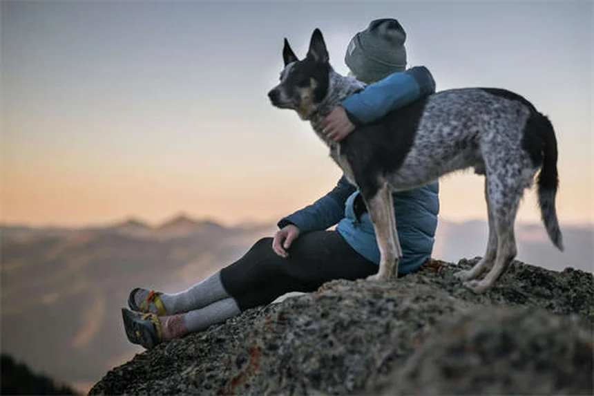 犬猫のダイエット成功法：獣医師が教える7つの優しい減量ステップ