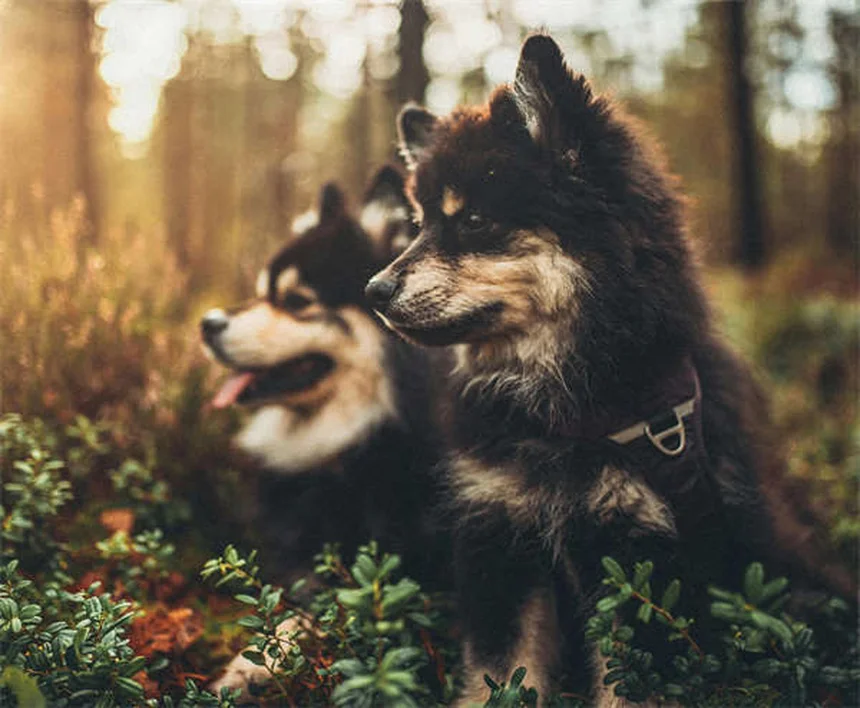 犬が飼い主を舐める理由7選｜手や顔を舐める心理と問題行動の見分け方