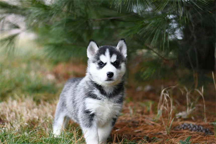 ハイレスキャットとは？人気6犬種の特徴と迎える前に知るべきこと