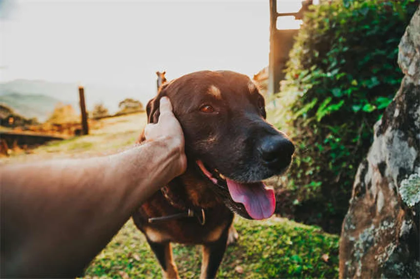 ペットの代替医療とは？愛犬・愛猫の痛みを和らげる3つの選択肢