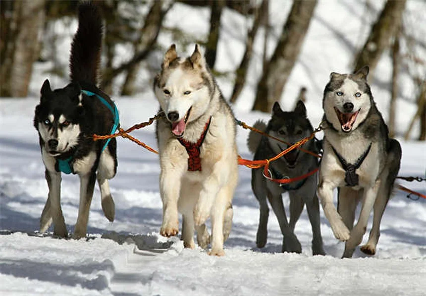 犬のノミダニ薬中毒とは？症状と応急処置を獣医師が解説