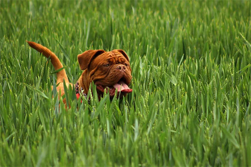 犬に猫のノミダニ薬は危険？絶対にNGな理由と正しい選び方
