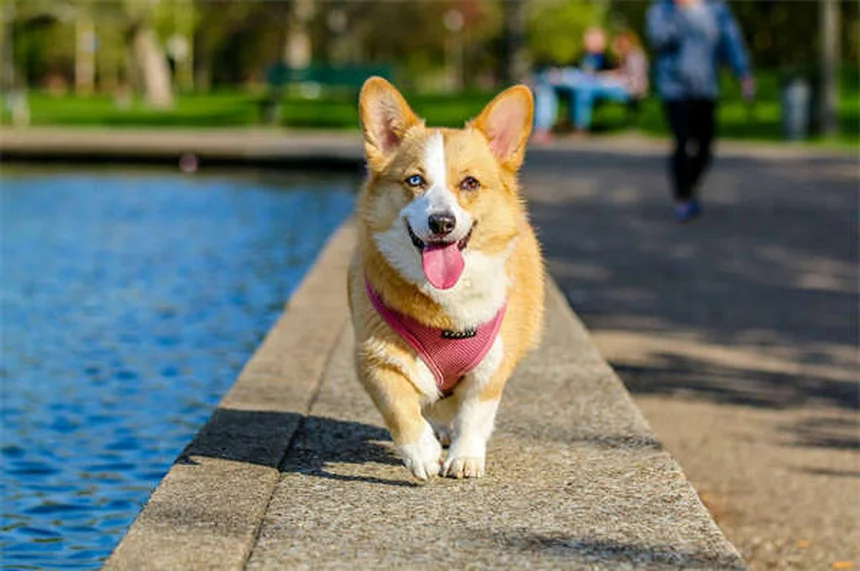 子犬との旅行を成功させる5つのステップ：準備から緊急時まで完全ガイド