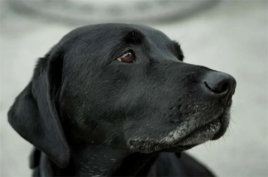 犬の痛みのサインを見分ける7つのポイントとすぐにできる対処法