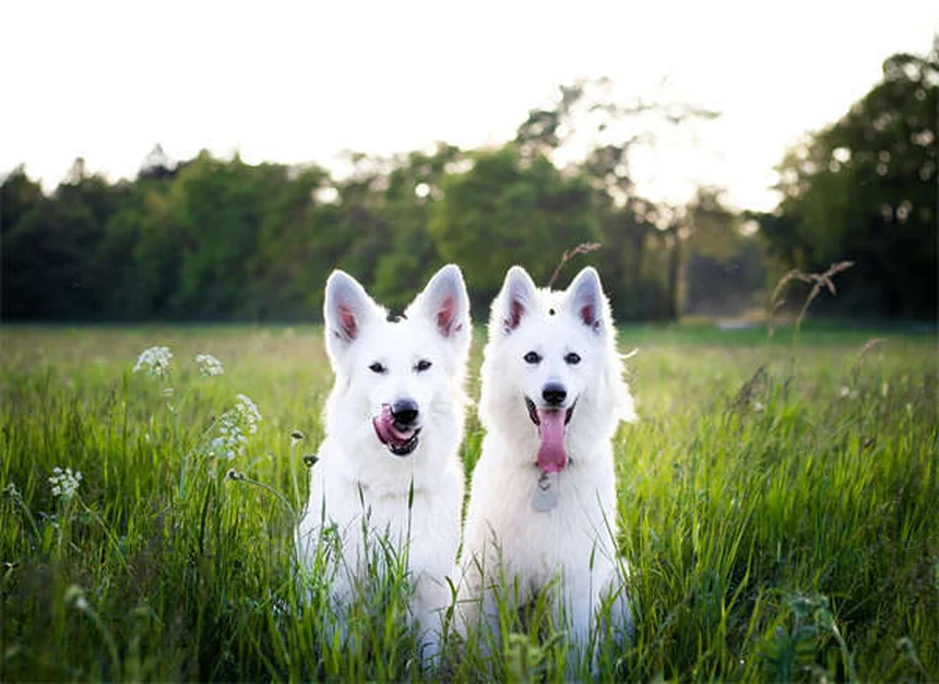 犬の歯は何本？子犬と成犬の歯の本数と歯が抜ける理由を徹底解説