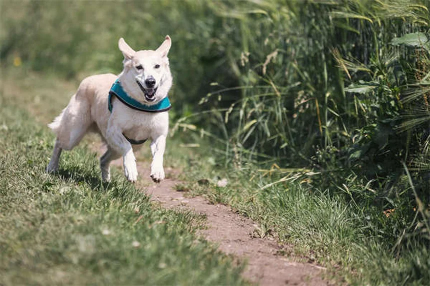 犬の歯は何本？子犬と成犬の歯の本数と歯が抜ける理由を徹底解説