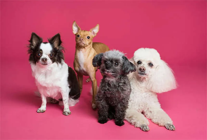 愛犬が子供を嫌う理由と正しい対策を徹底解説