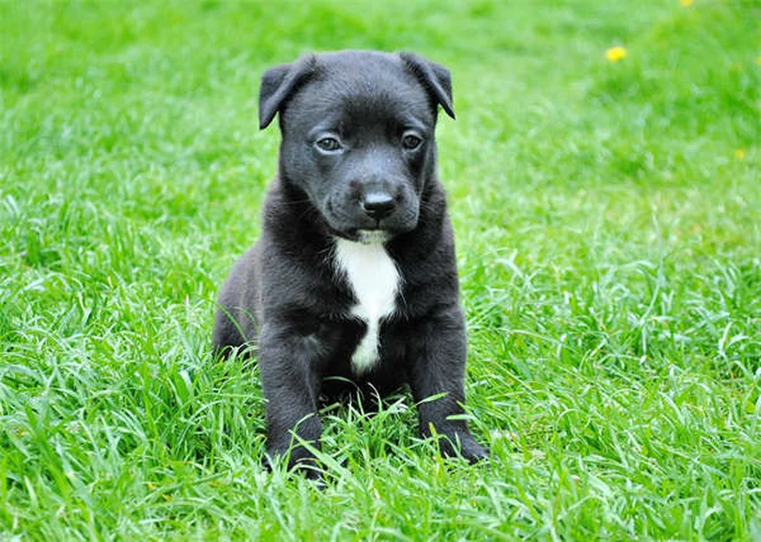 毛茸茸犬種25選！飼う前に知っておきたいお手入れのポイントとコツ
