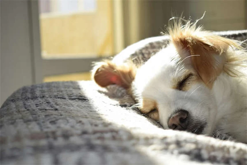 犬の肛門周囲瘻、ドイツシェパードに多い？症状と治療法を解説