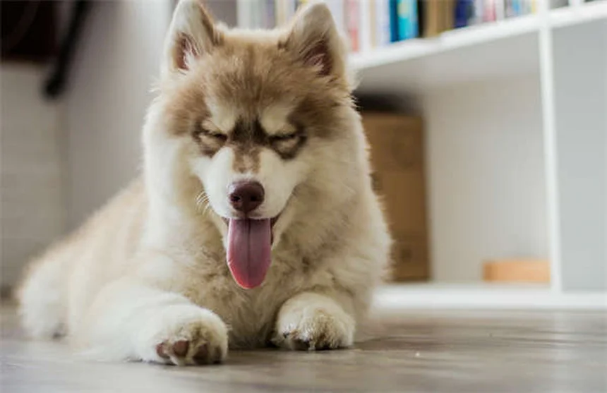 犬の肛門周囲瘻、ドイツシェパードに多い？症状と治療法を解説