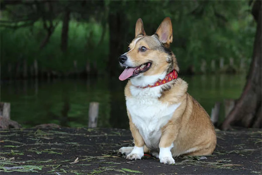 実は知らない日本犬10選｜希少種から飼いやすい犬種まで完全ガイド