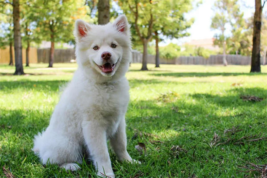 実は知らない日本犬10選｜希少種から飼いやすい犬種まで完全ガイド