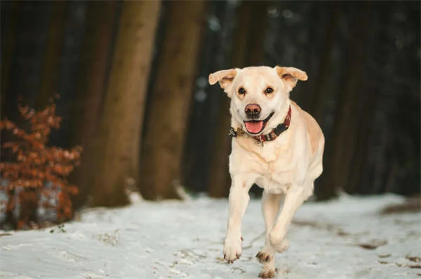 犬の軽い不調に効く！獣医師が教える8つの家庭療法と絶対NGな症状13選