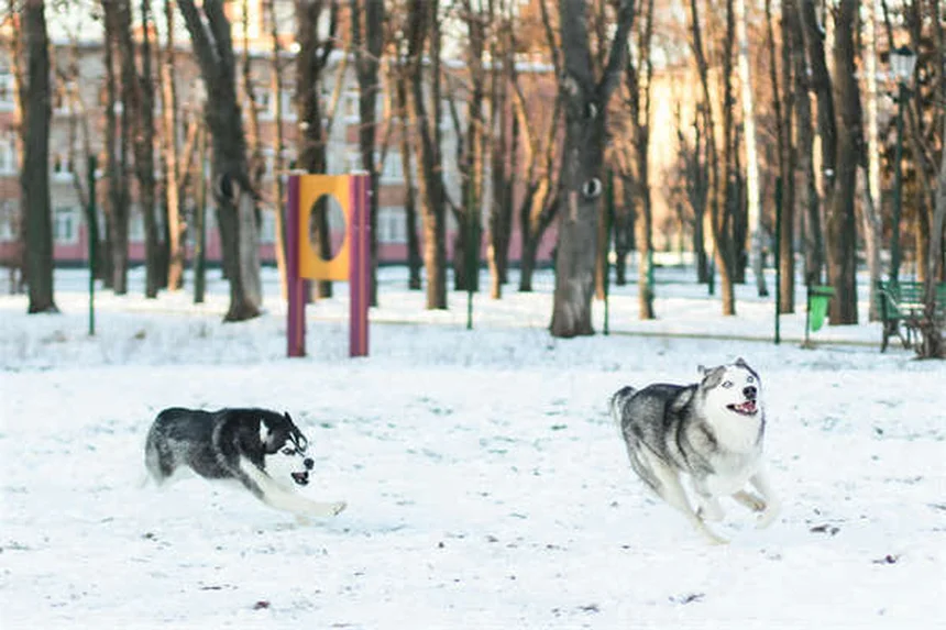 犬の里親費用、いくらかかる？内訳とお得な理由を徹底解説