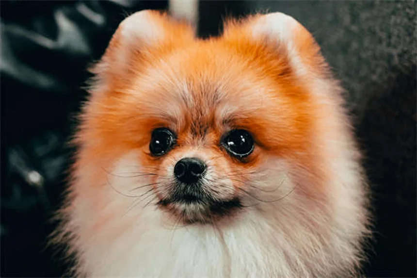 MDR1遺伝子って何？犬の薬リスクと影響受ける犬種