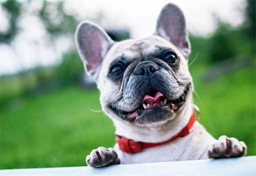 猫と犬を仲良くさせる5ステップ 成功率80%の方法