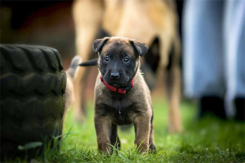 猫と犬を仲良くさせる5ステップ 成功率80%の方法