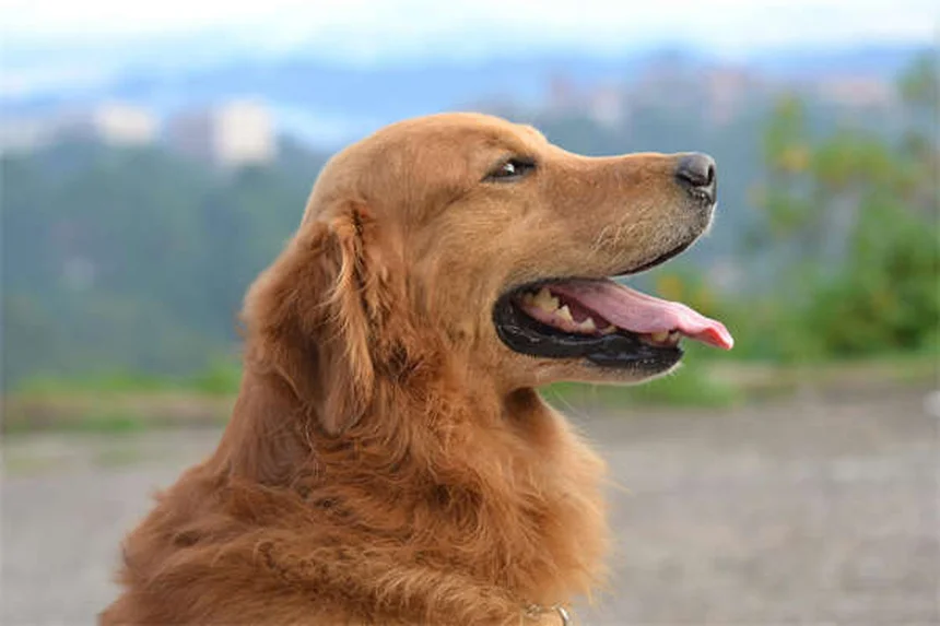 グローフィッシュの飼い方：初心者がよくやる失敗と対策