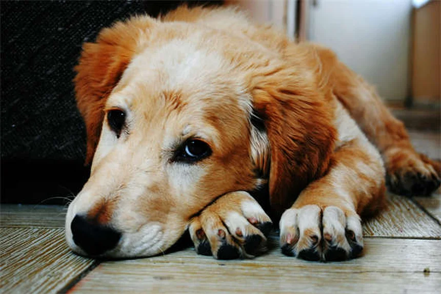 グローフィッシュの飼い方：初心者がよくやる失敗と対策