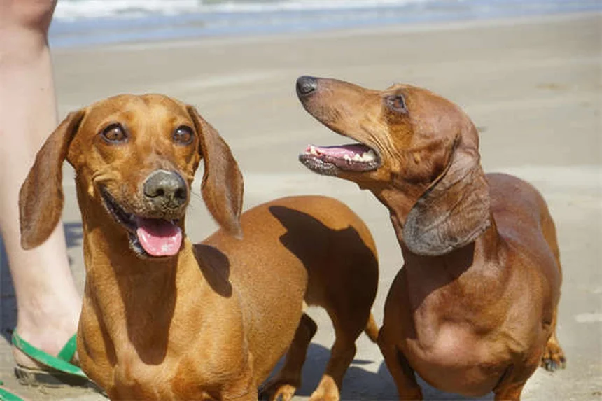 子犬の初めての獣医診察、経験者が教える7つの準備ポイント