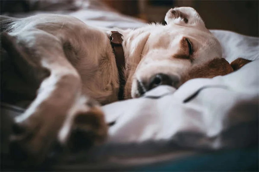 犬のジフェンヒドラミン安全性を獣医師が解説！よくある誤解5つ