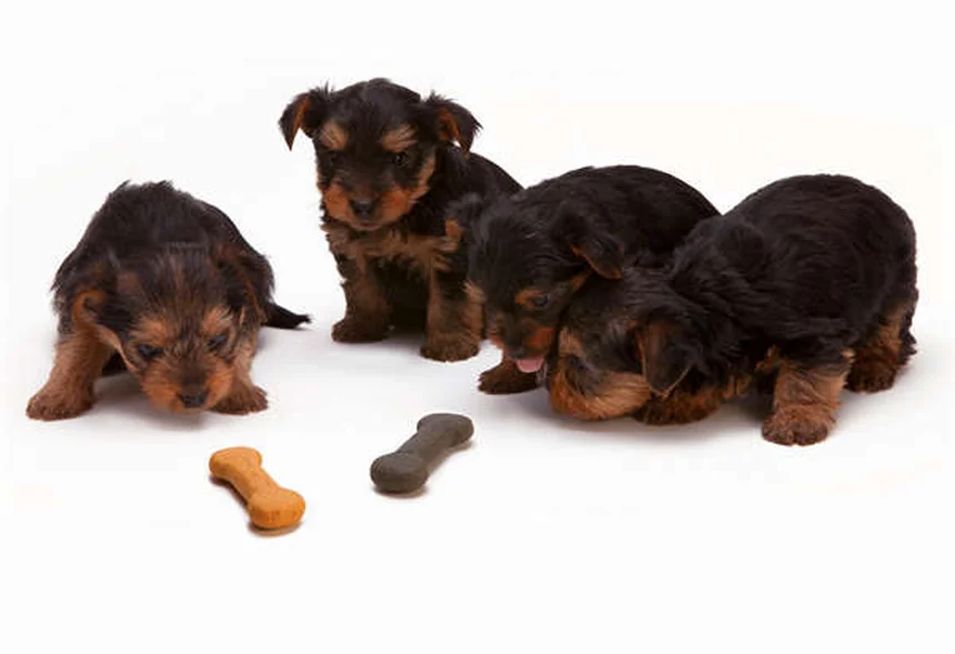 犬のダニ刺され 見つけ方と予防法 私の体験から学んだこと