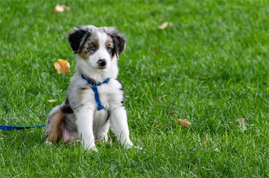 子犬の初めてのクリスマスを安全に過ごす7つの必須対策