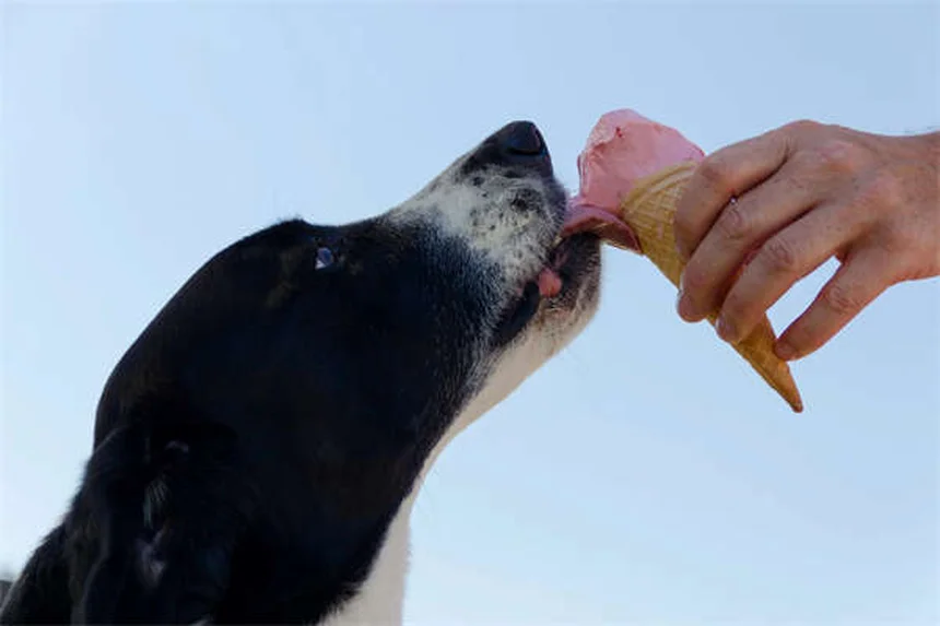 ハイランドポニーとは？特徴から性格、飼いやすさまで徹底解説