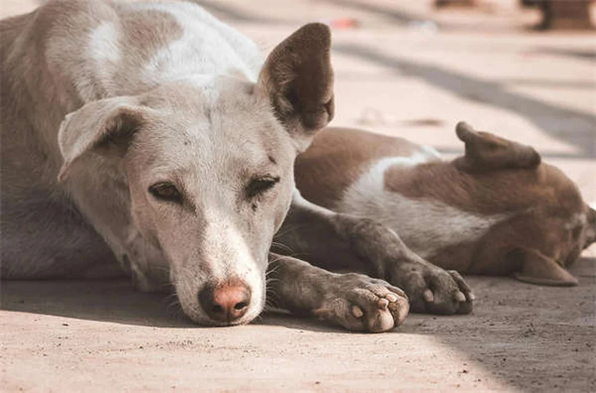 子犬がクレートで鳴きやまない！原因と今夜からできる解決策5つ