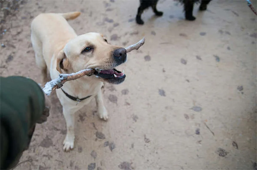 子犬がクレートで鳴きやまない！原因と今夜からできる解決策5つ