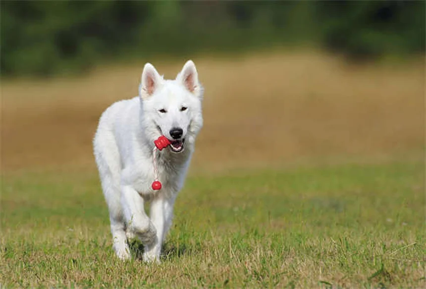 接触電圧とは？愛犬の散歩を守るための基本知識と対策5選