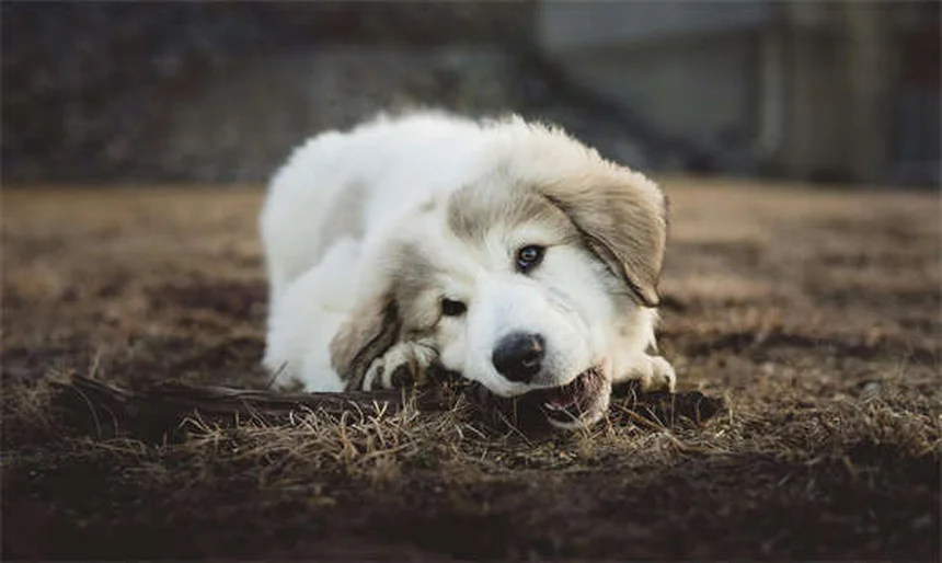愛犬と快適にドライブ！失敗しない犬用シートカバーの選び方5つ