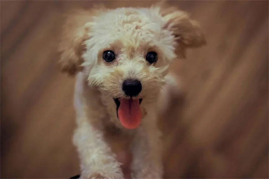 犬の運動過多の5つのサインと見分け方