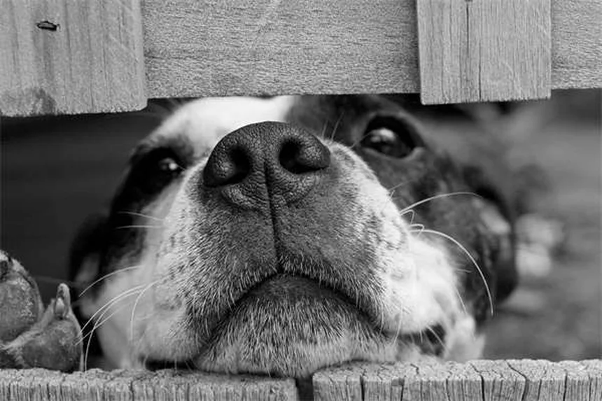 犬とプール安全対策7つのポイント：愛犬と楽しむ夏の水遊び